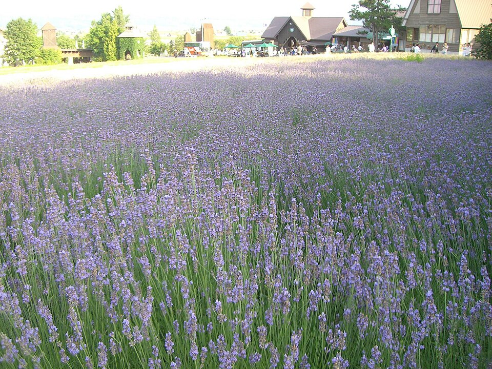 ファーム富田の花畑