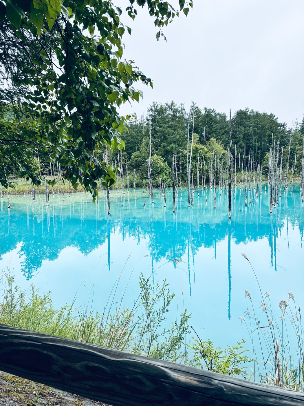 立ち枯れの木々が映る、青い池の水面
